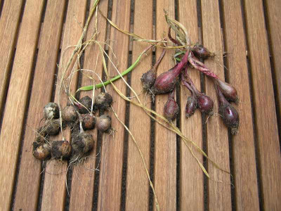 zwiebelknoblauch8.jpg