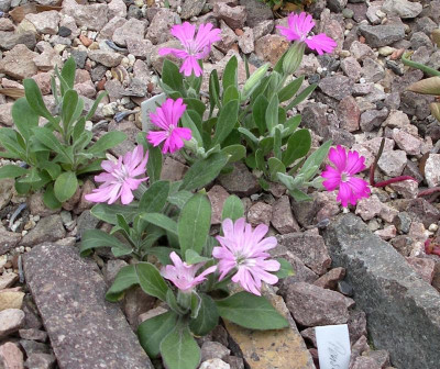 Silene hookeri ssp. ingramii.JPG