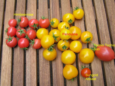 tomaten0808.jpg