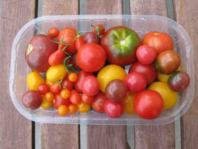 Tomaten_05.08.2007_001.jpg