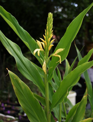 IMG_3091_eCautleya_gracilis.JPG