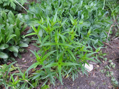 Phlox triflora 1.JPG
