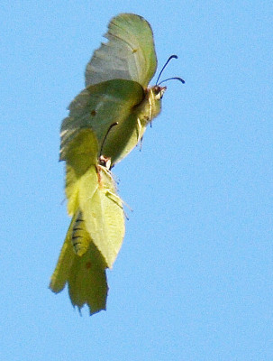 paarflug.jpg