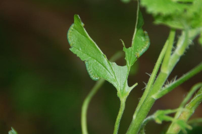 DSC_7121.JPG