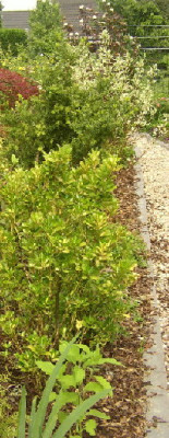 Hecke_nachbar2.jpg