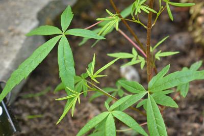 acer_penta1.jpg