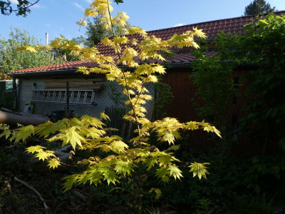 Acer shiraswanum 'Aureum' 300503 k.jpg