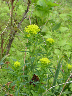 2020-05-03 Euphorbia palustris 'Teichlaterne'.jpg