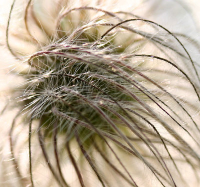 Clematis-alpina-im-Abendlic.jpg