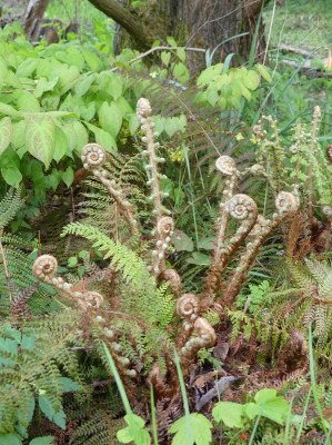 2020-05-03 Farne Polystichum setiferum 1.jpg