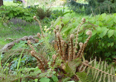 2020-05-03 Farne Polystichum setiferum 2.jpg
