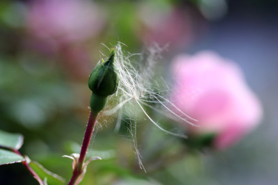 Rose-mit-Gespinst-2.jpg
