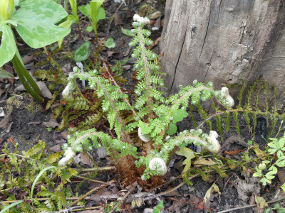 2020-05-03 Farne Polystichum setiferum 3.jpg