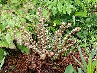 2020-05-03 Farne Polystichum setiferum 4.jpg