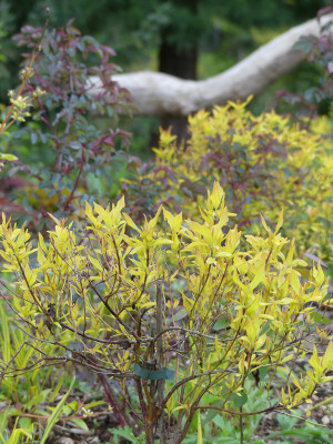 2020-05-03 Cornus sericea 'Kelsey's Gold' 2.jpg