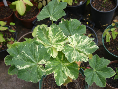 2020-05-03 Lavatera arborea variegata.jpg