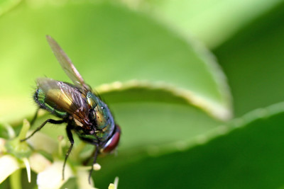 Fliegenschonheit-1.jpg