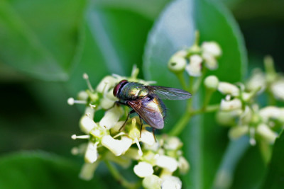 Fliegenschonheit-2.jpg