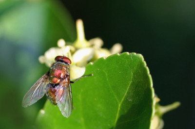Fliegenschonheit-3.jpg