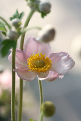 Anemone-im-Hochformat.jpg