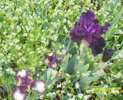 100_8184 schwarzlila und SDB plicata.jpg