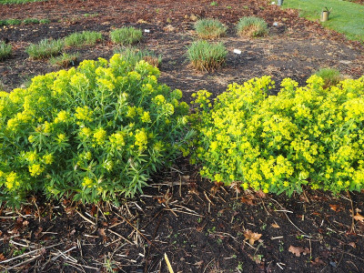 Euphorbia palustris 5.5.20 ue.JPG