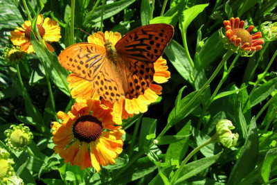 Schmetterling0207.jpg