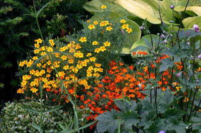 Tagetes0107.jpg