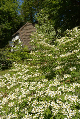 viburnum.jpg