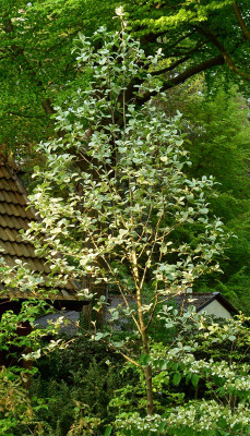 sorbus_wardii.jpg