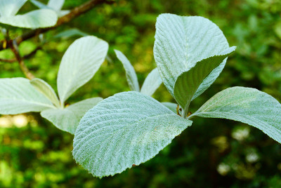 sorbus_wardii_blatt.jpg