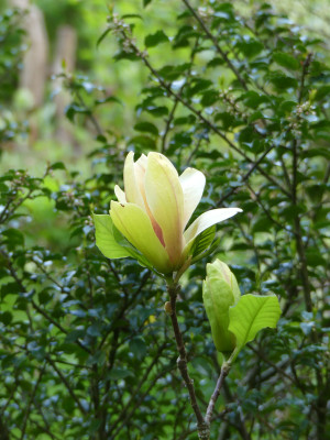 2020-05-03 Magnolia 'Sunsation'.jpg