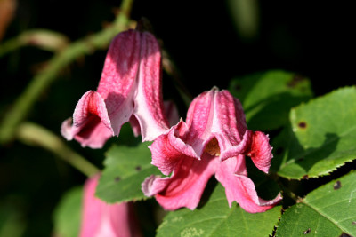 St_Cl_Texensis080807.jpg