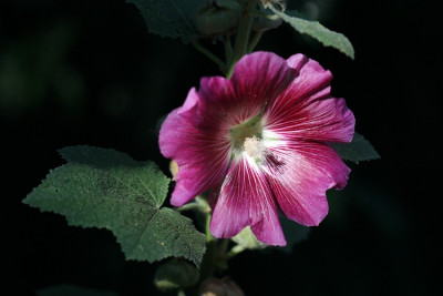 Alcea-in-Rosa.jpg
