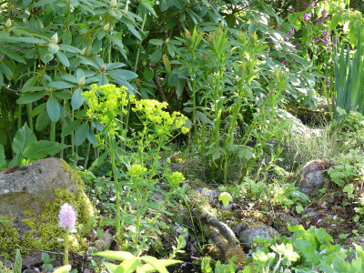 2020-05-05 Euphorbia palustris.jpg