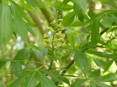 2020-05-05 Aesculus arnoldiana 'Autumn Splendor' 1.jpg