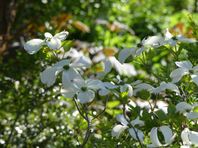 2020-05-05 Cornus florida 1.jpg