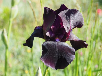 Iris TB 'Study in Black' 1967 Gordon Plough b P5050026.JPG
