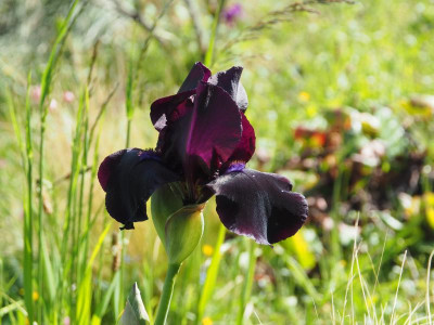 Iris TB 'Study in Black' 1967 Gordon Plough b P5050032.JPG
