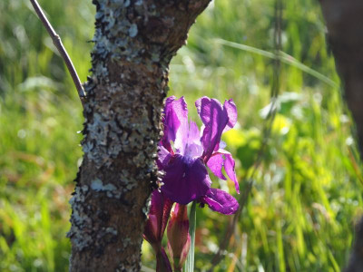 Iris aphylla [Kroatien] P5050069.JPG