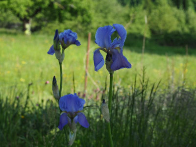 Iris pallida P5050043.JPG