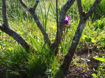 Iris aphylla [Kroatien] Mönchspfeffer P5050070.JPG