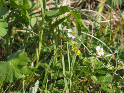 Fragaria vesca P5050020.JPG