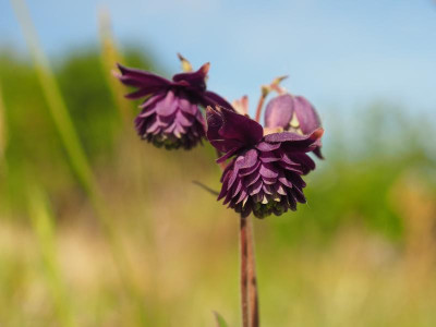 Aquilegia vulgaris klein dunkelblau gefüllt halb stellata P5050022.JPG