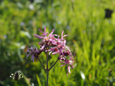 Lychnis flos-cuculi P5050066.JPG