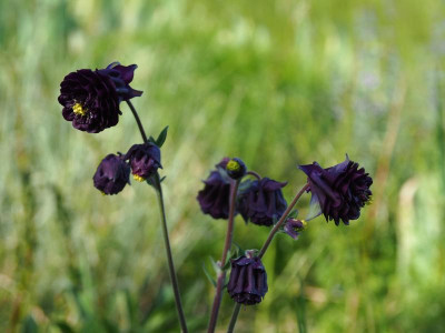 Aquilegia vulgaris schwarzblau gefüllt P5050048.JPG