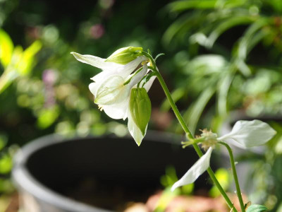 Aquilegia vulgaris weiß P5050055.JPG