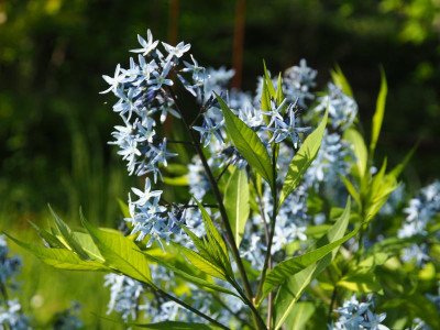 Amsonia tabernaemontana subsp. salicifolia [Anja Oudolf] P5050052.JPG