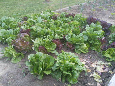Salat 200505.jpg