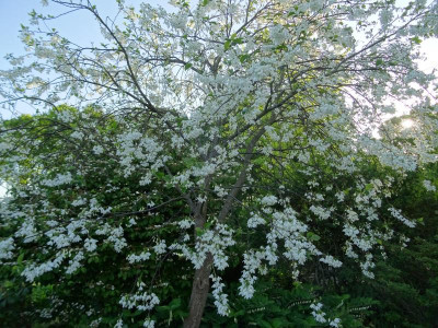 Halesia diptera magniflora  Mai 2020 1.JPG